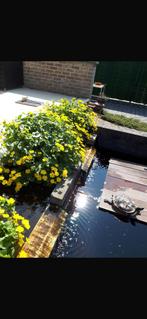 Waterschildpad, Januari, Geslacht onbekend