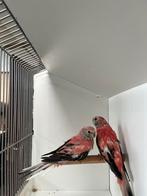Koppel opaline Bourkes, Animaux & Accessoires, Oiseaux | Perruches & Perroquets