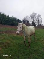 Cheval, Dieren en Toebehoren, Paarden, Minder dan 160 cm, Met stamboom, Hengst, 3 tot 6 jaar