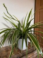 Graslelieplant, Huis en Inrichting, Ophalen