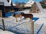 2 ezel hengsten. Zijn 7 en 8.5j oud. Lopen altijd samen., Maart, Mannelijk