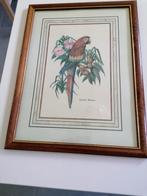 Schilderij papegaai, Comme neuf, Peinture, Enlèvement