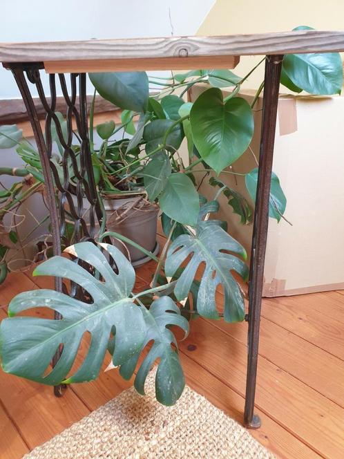 Philodendron  meer dan 2 m met kwaliteitspot, Huis en Inrichting, Kamerplanten, Overige soorten, 200 cm of meer, Groene kamerplant