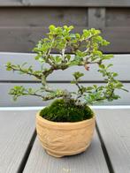 Chaenomeles bonsai - Shohin Japanse kweepeer, Tuin en Terras, Ophalen