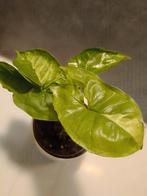 Syngonium Panda Galaxy, Huis en Inrichting, Kamerplanten, Ophalen of Verzenden