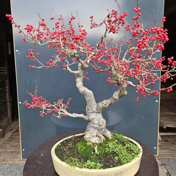 Ilex serrata mannelijk voor Bonsai beschikbaar voor biedingen
