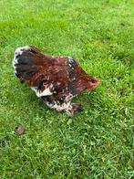 6 hanen, Dieren en Toebehoren, Pluimvee