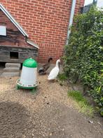 Loopeenden, Mâle, Canard