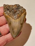 megalodon tand NR 13 uit south-carolina 7,8 cm / 2,98", Verzamelen, Mineralen en Fossielen, Ophalen of Verzenden