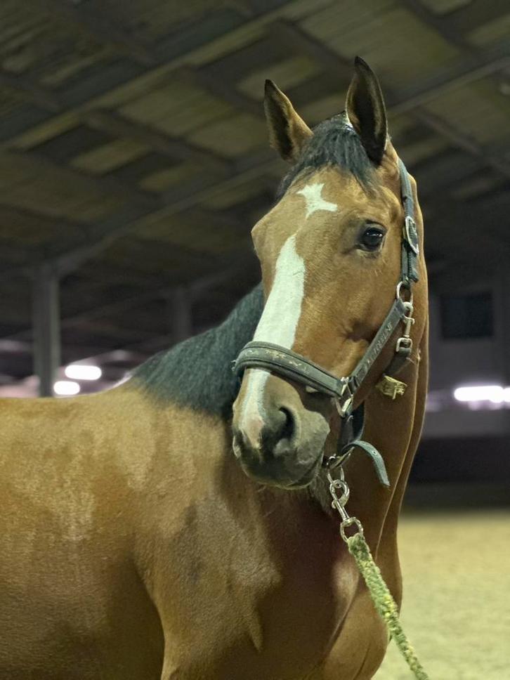 Knappe BWP merrie, Animaux & Accessoires, Chevaux, Jument, 175 cm ou plus, 3 à 6 ans, Cheval de saut, Vacciné