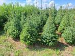 Kerstbomen en groenblijvende hagen, Tuin en Terras, Planten | Bomen, Ophalen, In pot, Overige soorten, 100 tot 250 cm