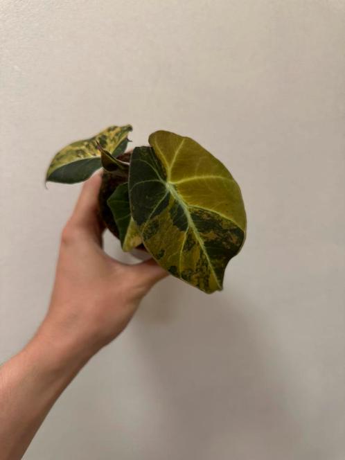 Alocasia black velvet gold, Huis en Inrichting, Kamerplanten, Ophalen of Verzenden