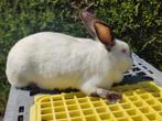 Californian voedster, Dieren en Toebehoren