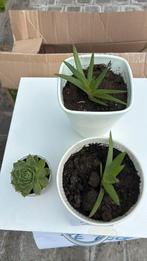 Plant met potje, Tuin en Terras, Planten | Tuinplanten, Ophalen