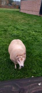 texel schaap, Dieren en Toebehoren, Schapen, Geiten en Varkens, Vrouwelijk, Schaap, 0 tot 2 jaar