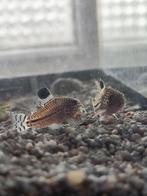 Corydoras Julii volwassen