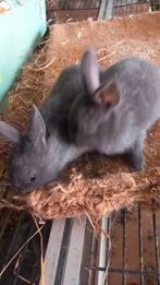 2 Rex konijntjes  te koop, Dieren en Toebehoren, Konijnen
