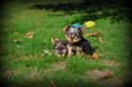 Yorkshire Terrier pups, Dieren en Toebehoren, Honden | Jack Russells en Terriërs, Yorkshire Terriër, België, Reu, CDV (hondenziekte)