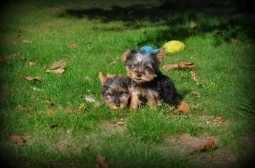 Yorkshire Terrier pups beschikbaar voor biedingen