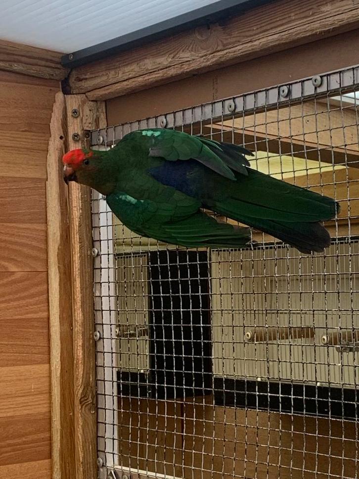 Koningsparkieten, Dieren en Toebehoren, Vogels | Parkieten en Papegaaien, Parkiet, Meerdere dieren, Geringd