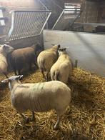 Bleu de maine rammen, Dieren en Toebehoren, Schapen, Geiten en Varkens