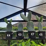 Opuntia cactussen Middelkerke, Tuin en Terras, Ophalen