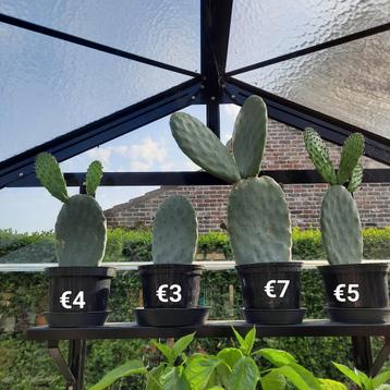 Opuntia cactussen Middelkerke  beschikbaar voor biedingen