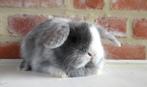 Nederlandse hangoor dwergkonijntjes, Dieren en Toebehoren, Konijnen, Meerdere dieren, Dwerg, Hangoor, 0 tot 2 jaar