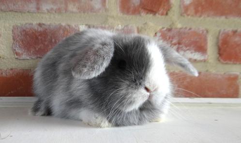 Nederlandse hangoor dwergkonijntjes, Dieren en Toebehoren, Konijnen, Dwerg, Meerdere dieren, 0 tot 2 jaar, Hangoor