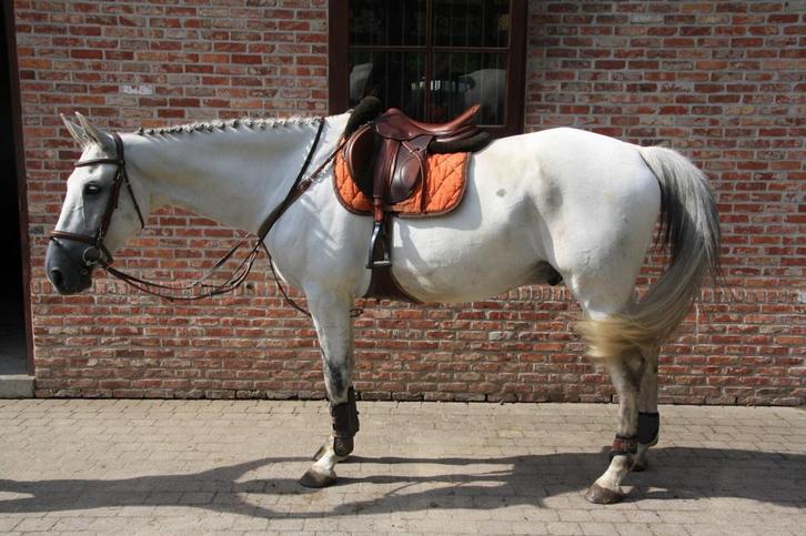 Mooie schimmel te koop, Dieren en Toebehoren, Paarden, Ruin, 11 jaar of ouder, Recreatiepaard, Gechipt, Ontwormd, Ingeënt