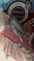 Konijn man te koop, Dieren en Toebehoren, Konijnen, Geslacht onbekend