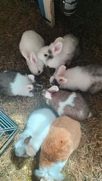 Dwergkonijntjes, Dieren en Toebehoren, Konijnen, Geslacht onbekend, Dwerg, Hangoor, 0 tot 2 jaar