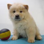 Chow Chow (reutjes) Belgische pups te koop, Dieren en Toebehoren, België, CDV (hondenziekte), 8 tot 15 weken, Meerdere