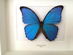 Véritable Papillon Morpho Didius naturalisé sous cadre blanc, Insecte, Animal empaillé, Enlèvement ou Envoi, Neuf