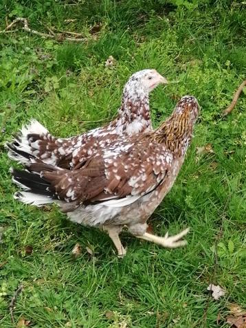 3 kleurige, bonte leghorn