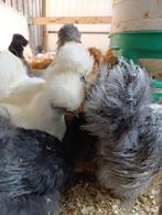 Brahma , zijdehoen , wyandotte , padua , cochin 3+1 GRATIS, Dieren en Toebehoren, Pluimvee, Vrouwelijk, Kip