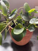 Pannekoekenplantje met pot, Ophalen, Overige soorten, Halfschaduw, In pot