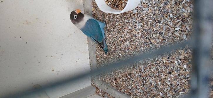 Split opaline.s en opaline blauw, Animaux & Accessoires, Oiseaux | Oiseaux Autre