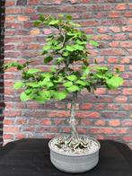 bonsai ginko biloba, Tuin en Terras, Planten | Bomen, Ophalen