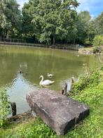 Recherche Male cygne, Dieren en Toebehoren, Pluimvee, Mannelijk