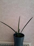 Soort sansevieria, Enlèvement