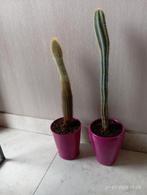 Kamerplant cactus prijs voor de 2 samen, Ophalen, Cactus