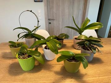 8 orchideeën met pot beschikbaar voor biedingen