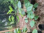 Paulownia, Ophalen