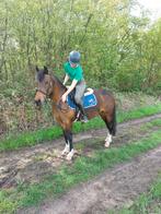 Belgisch warmbloed C-pony geboren juli 2013, Animaux & Accessoires, Poneys, Jument, Poney C (1.27 m à 1.37m), Vermifugé, 11 ans ou plus