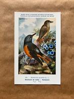 Vogels van België Nr. 191 Rotsmerel, Verzamelen, Ophalen of Verzenden, Ongelopen, Vogel