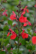 Salvia microphylla red, Tuin en Terras, Ophalen