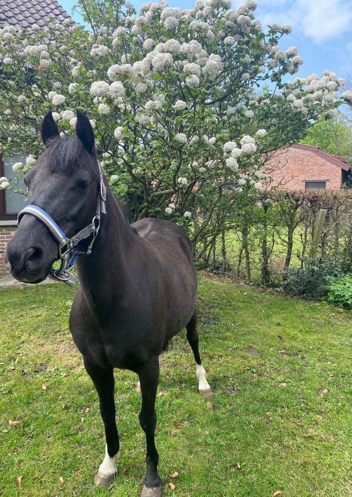 A-pony - Quickx Van De Nieuwe Heide, Dieren en Toebehoren, Pony's, Merrie, B, A pony (tot 1.17m), Met stamboom, Gechipt, Ontwormd