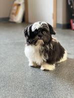 Belgische shih tzu pupjes klaar voor vertrek!!, Dieren en Toebehoren, Honden | Chihuahua's en Gezelschapshonden, België, Overige rassen