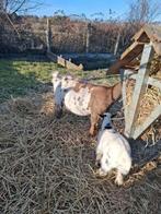 Dwerggeit, Dieren en Toebehoren, Schapen, Geiten en Varkens, Vrouwelijk, Geit, 6 jaar of ouder